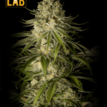 Critical Kush Feminized Seeds