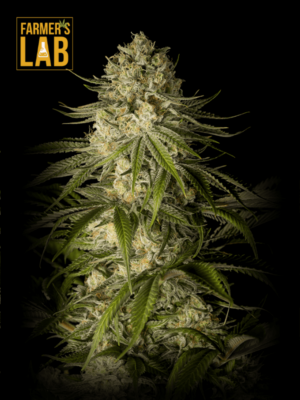 Farmer's lab offers a wide selection of Critical Kush Feminized Seeds for cannabis cultivators.