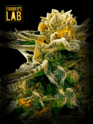 Farmer's lab Critical Sunset Autoflower Seeds, including Critical Sunset strains.