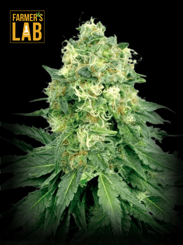 Farmer's lab feminized Critical x Cream Caramel Autoflower cannabis seeds.