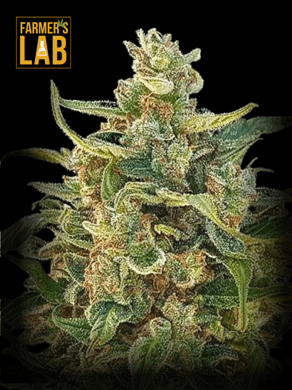 Farmer's lab feminized Devil XXL autoflower seeds.