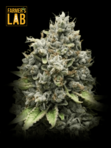 Farmer's lab offers a wide selection of feminized cannabis seeds, including Diesel Autoflower Seeds.
