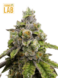 Description: Farm lab feminized cannabis seeds, crafted with the potent Do-Si-Dos Autoflower strain.