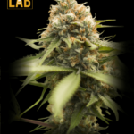 Durban Poison Feminized Seeds