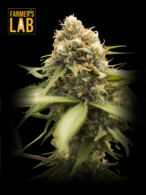 Farmer's lab offers a selection of Durban Poison Strain Feminized Seeds.