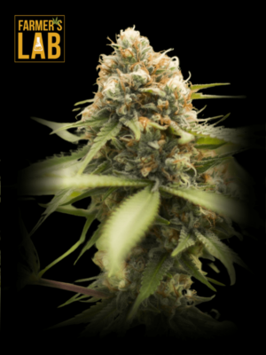 Farmer's lab offers premium Durban Poison Autoflower feminized cannabis seeds for autoflowering strains.