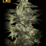 Early Skunk Feminized Seed