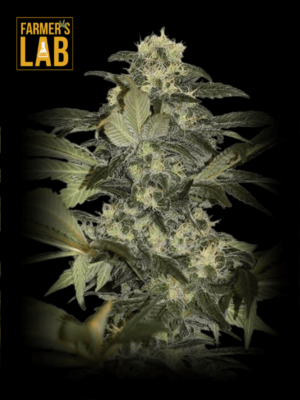 Early Skunk Feminized Seeds