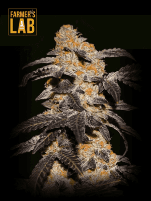 Farmer's lab offers French Cookies Feminized Seeds.