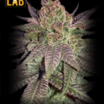 Fruity Pebbles Feminized Seeds