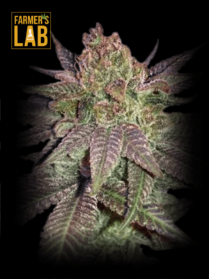 Farmer's lab offers sativa Fruity Pebbles Feminized Seeds with a delightful fruity pebbles flavor.