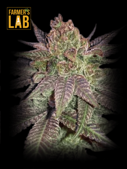 Buy Fruity Pebbles Feminized Seeds