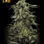 G13 x Og Kush Feminized Seeds