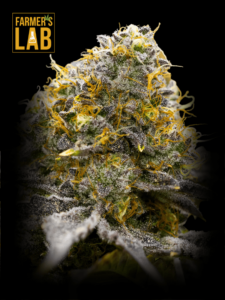 Farmer's lab offers GELATO Feminized Seeds, including the popular gelato strain.