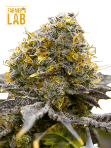 Gelato Feminized Seeds feminized cannabis seeds.