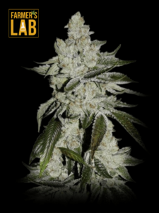 Farmer's lab feminized cannabis seeds, including Girl Scout Cookies Autoflower Seeds and Girl Scout Cookies strains.