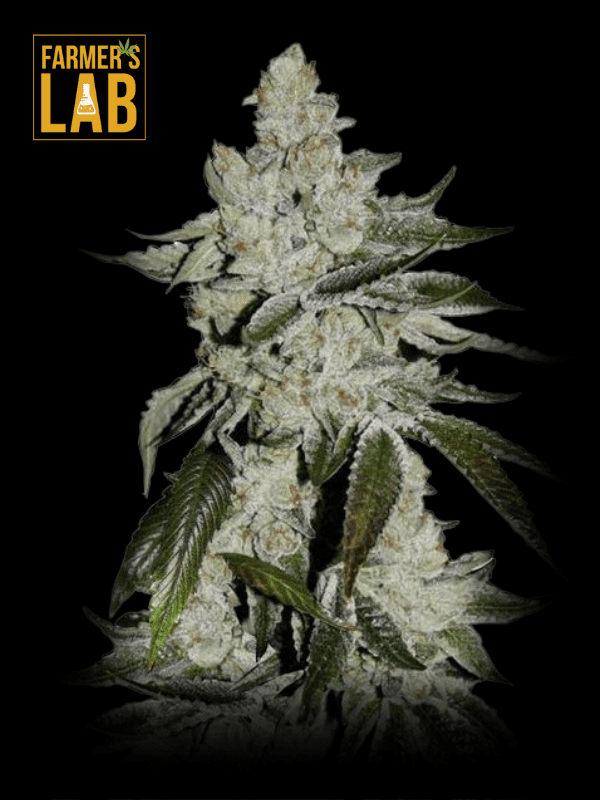 Farmer's Lab Feminized CBD Girl Scout Cookies Seeds(1:1).