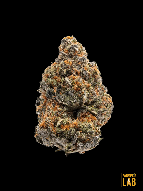A Girl Scout Cookies x Blue Head Band Feminized Seeds marijuana flower on a black background.