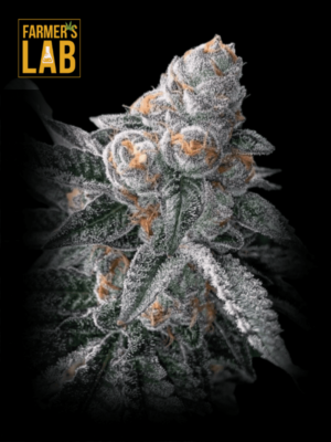 Farmer's lab offers Girl Scout Cookies x Do-Si-Dos Feminized Seeds, including popular strains like Girl Scout Cookies and Do-Si-Dos.