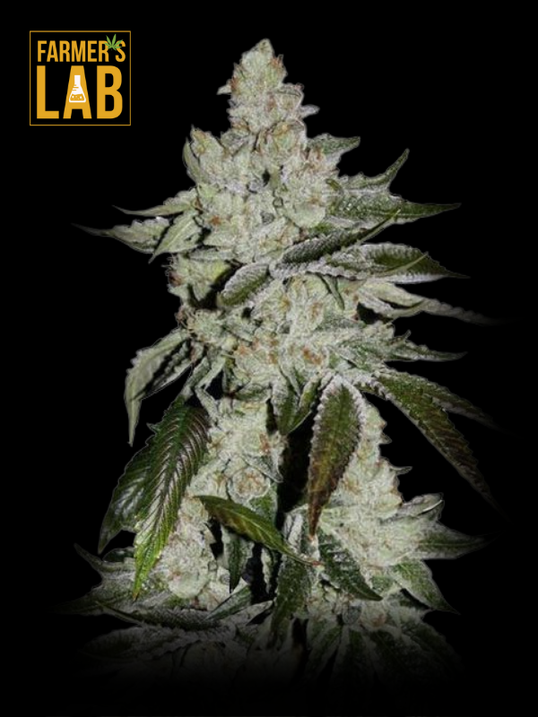 Farmer's lab offers a selection of feminized cannabis seeds, including the highly sought-after Girl Scout Cookies - Fem strain.