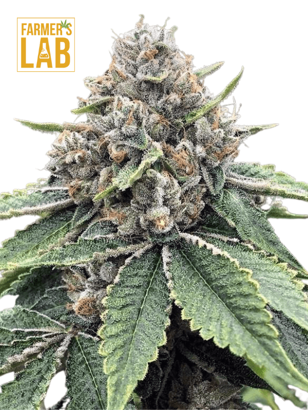 Buy Godfather OG Seeds | Godfather OG Feminized Seeds