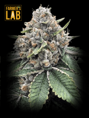 Shop high-quality Godfather OG Seeds at Farmer's lab.