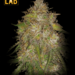 Gold Leaf Autoflower Seeds