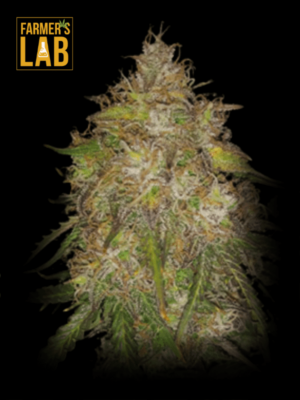 Farmer's lab feminized Gold Leaf Autoflower Seeds: Gold Leaf Autoflower Seeds.