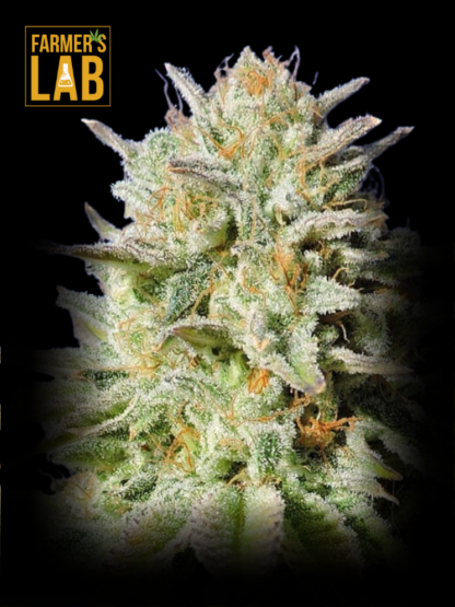 Buy Gorilla Glue Autoflower Seeds | Fast, Secure Delivery 🌿💳