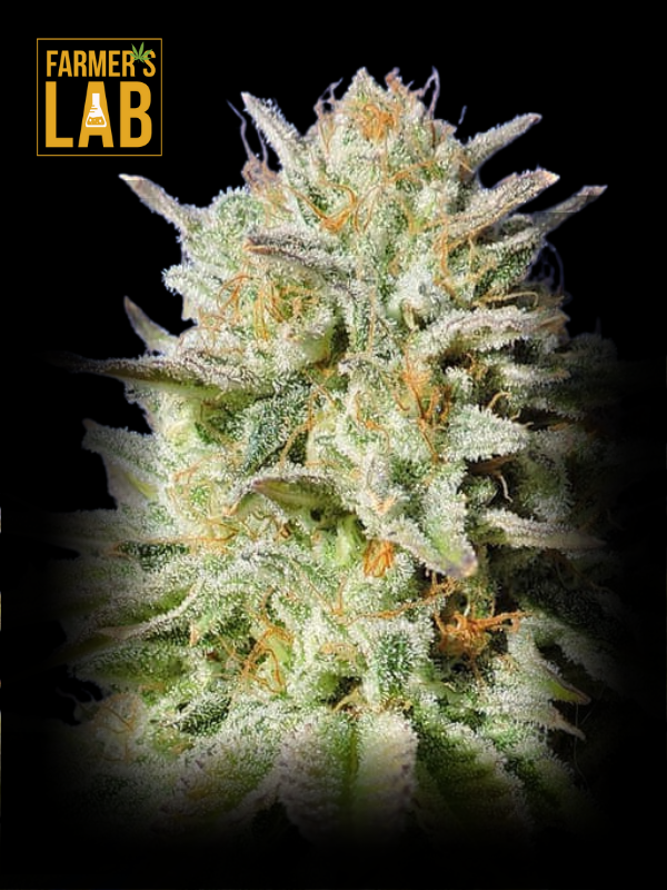 Farmer's lab Gorilla Glue #4 Auto feminized marijuana seeds.