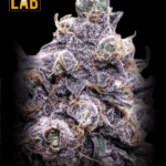 Grandaddy Black Feminized Seed