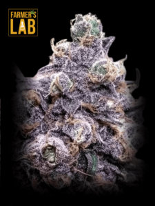 Farmer's lab offers a selection of Grandaddy Black Feminized Seeds.