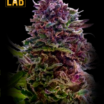 Grandaddy Purple Autoflower Seeds