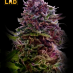 Grand Daddy Purple Feminized Seed