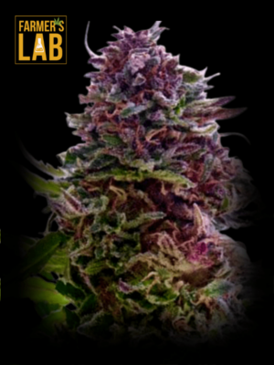 A regular Grand daddy Purple flower with the label "Farmers Lab" on it.