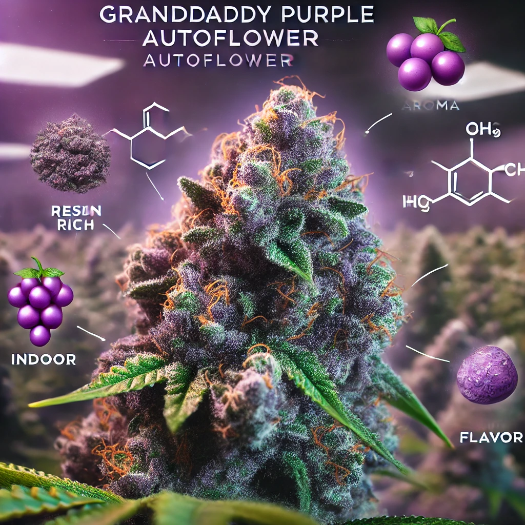 Close-up of a Grandaddy Purple Autoflower cannabis plant, highlighting its resin-rich buds grown indoors, exuding a distinctive grape aroma and flavor. The image features molecule diagrams and grape icons. Experience premium growth with our high-quality Grandaddy Purple Autoflower Seeds.