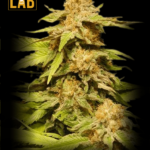 Grape Ape Feminized Seed