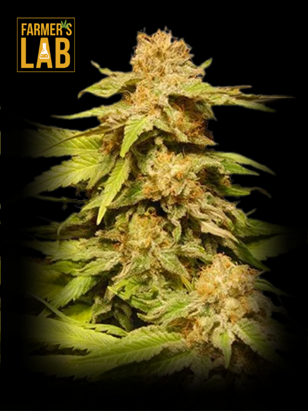 Farmer's lab feminized Grape Ape Autoflower seeds.