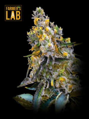 Farmer's lab offers a wide selection of feminized seeds, including the highly sought-after Grape Killer 99 Feminized Seeds strain.