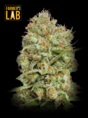 Farmer's lab offers a wide selection of feminized cannabis seeds, including popular strains such as Green Crack Autoflower Seeds.