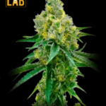 Harlequin (1:18) CBD Seeds