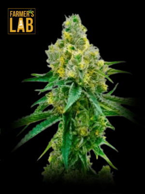 Farmer's lab Harlequin (1:18) CBD seeds.