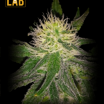 Hawaii Maui Waui Feminized Seeds