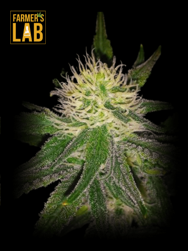 Farmer's lab offers premium Hawaii Maui Waui Feminized Seeds, including the renowned Maui Waui strain from Hawaii.