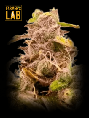 Farmer's lab offers a wide selection of feminized seeds, including the popular Hawaii x Purple Skunk Feminized Seeds strain. All of our seeds undergo rigorous testing and quality control to ensure that farmers receive optimal genetics for their.