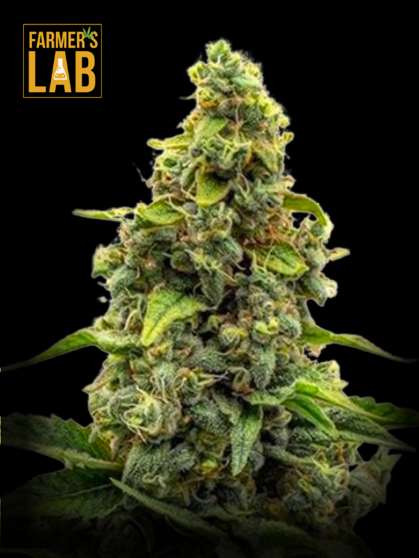 Farmer's lab feminized Haze Autoflower Seeds.