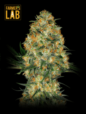 Farmer's lab Hindu Kush Regular Seeds.