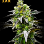 Irish Cream Feminized Seed