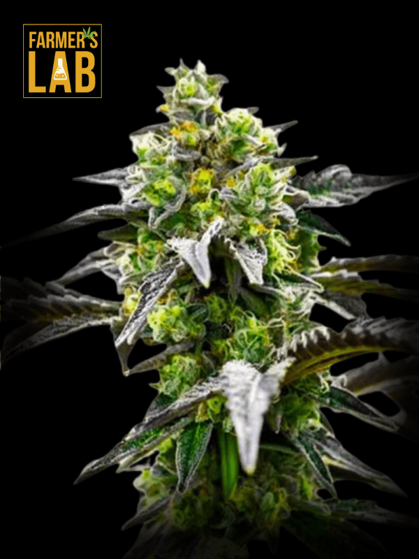 Irish Cream Feminized seeds.