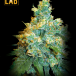 Jack Herer Fast Version Seeds